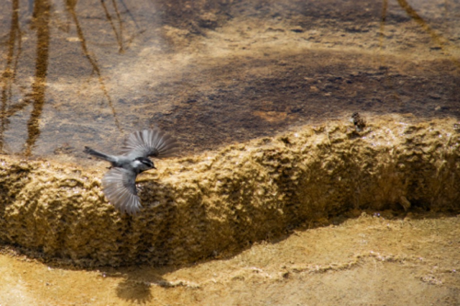 Bird in flight
Yellowstone hot springs in Mammoth